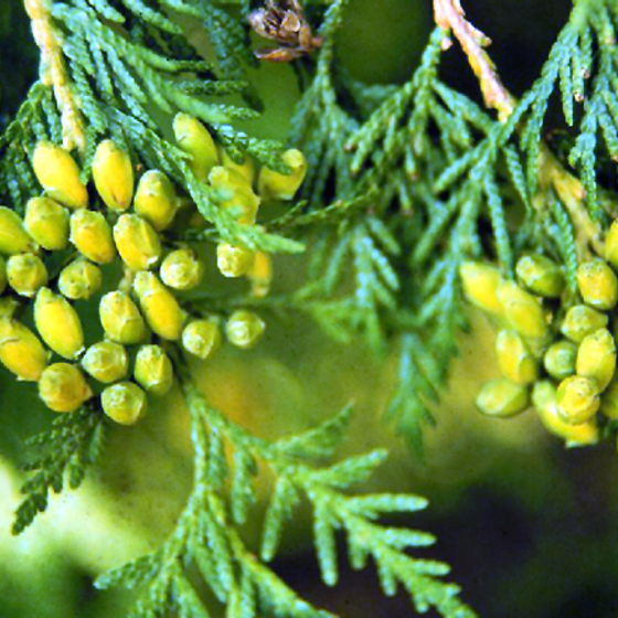 Evergreens botanical reference icon