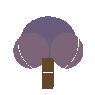 American Beech (Fagus grandifolia) reference icon